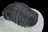 Bargain, Morocops Trilobite - Visible Eye Facets #92203-4
